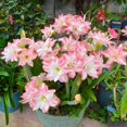thumbnail image 1 of Amaryllis, Low Maintenance - Easy Grow - Ideal for Beds Borders, Plant Pots & Planters, 1 of 4