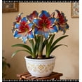 thumbnail image 1 of Amaryllis, Low Maintenance - Easy Grow - Ideal for Beds Borders, Plant Pots & Planters, 1 of 3