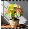 thumbnail image 1 of Amaryllis, Low Maintenance - Easy Grow - Ideal for Beds Borders, Plant Pots & Planters, 1 of 3