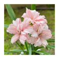 thumbnail image 1 of Amaryllis, Low Maintenance - Easy Grow - Ideal for Beds Borders, Plant Pots & Planters, 1 of 5