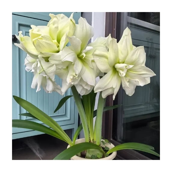 Amaryllis, Low Maintenance - Easy Grow - Ideal for Beds Borders, Plant Pots & Planters