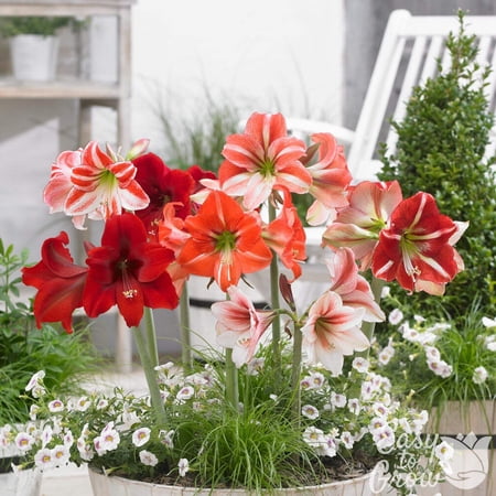 Easy to Grow Amaryllis Medley Mix 3 Plant Bulbs, Flower Indoor Holiday or Outdoor Spring Bloom