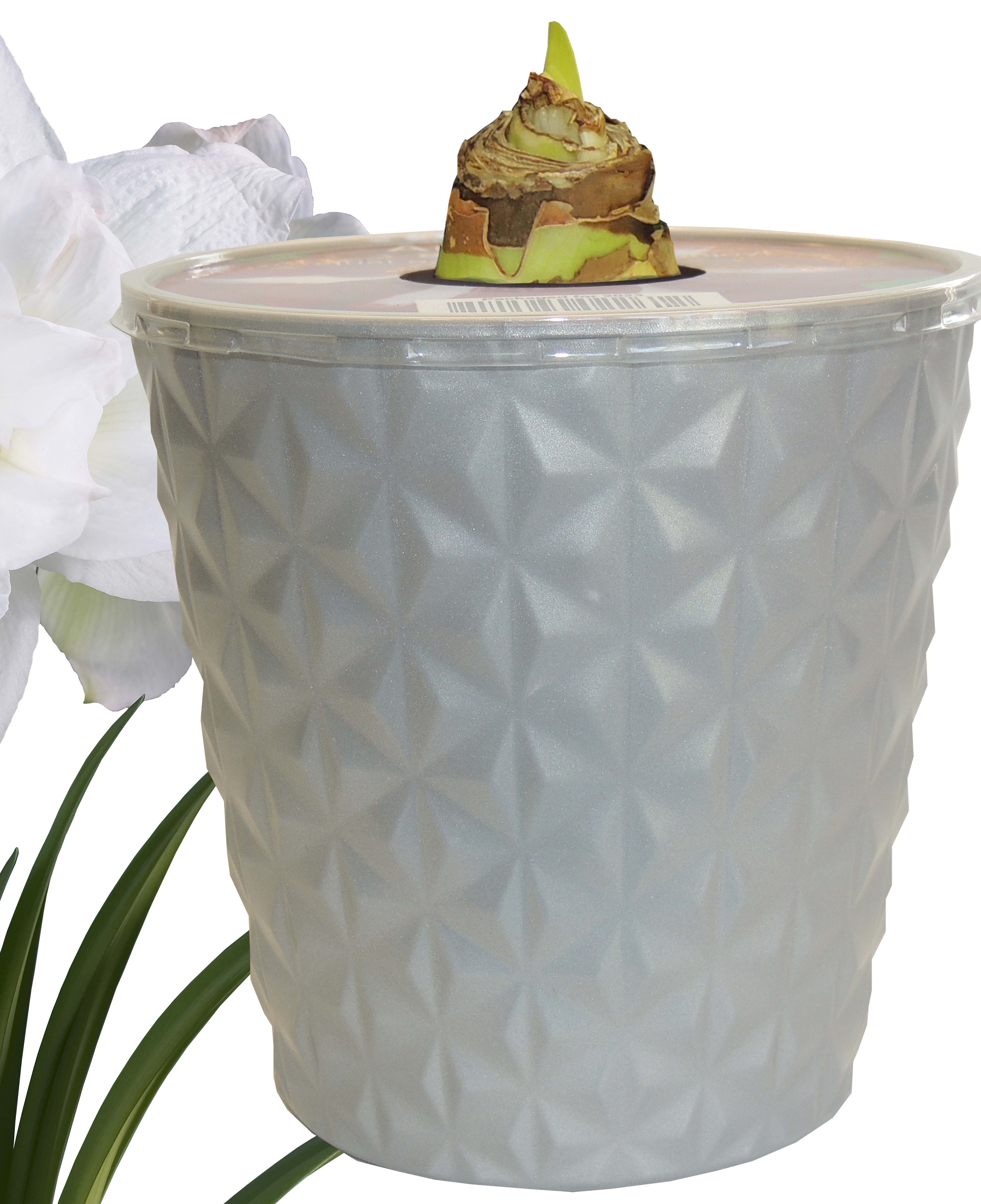 EuroBlooms Amaryllis 'Marquis' in 6-Inch Silver Pot, Indoor White Amaryllis Live Plant