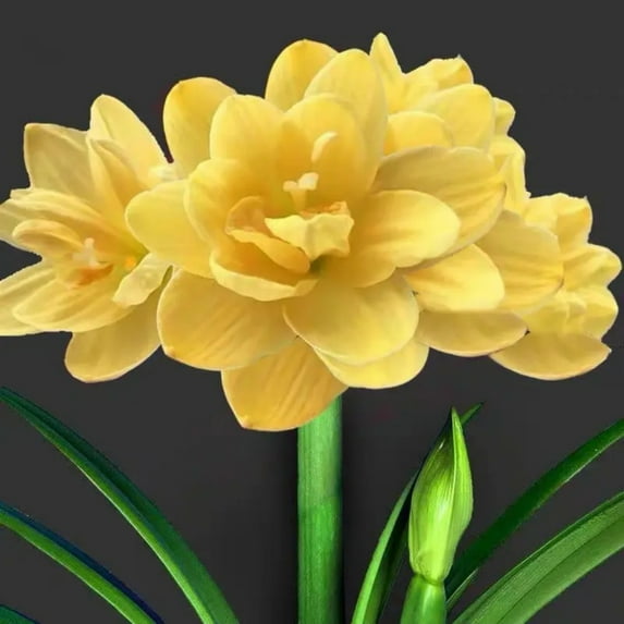 Amaryllis Mysterious Species Rare Bulk Professional Planting Tubers