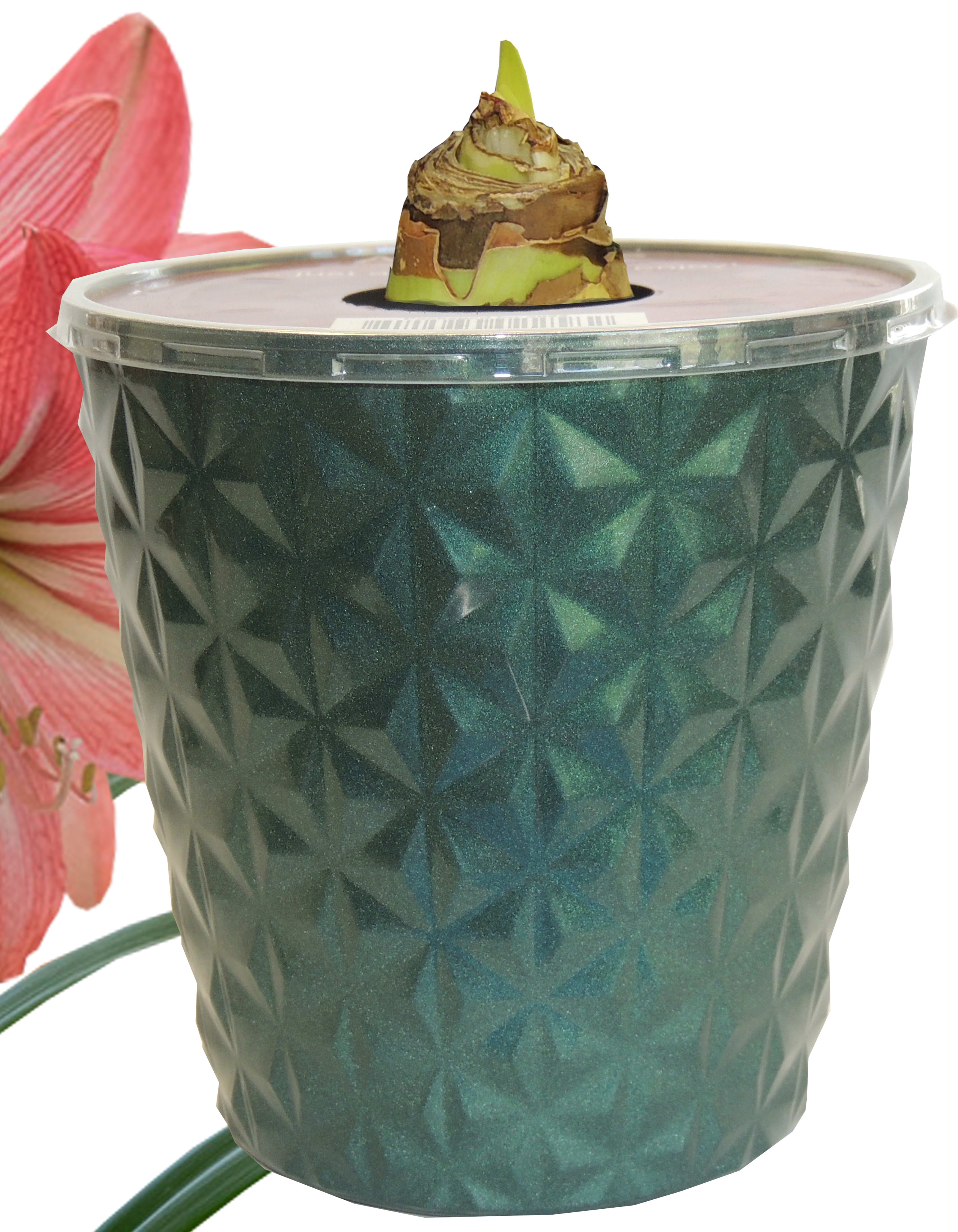 Euroblooms Amaryllis Pinkolo in 6 Inch Green Decorative Pot with Live Reddish Rose-Pink Flowers