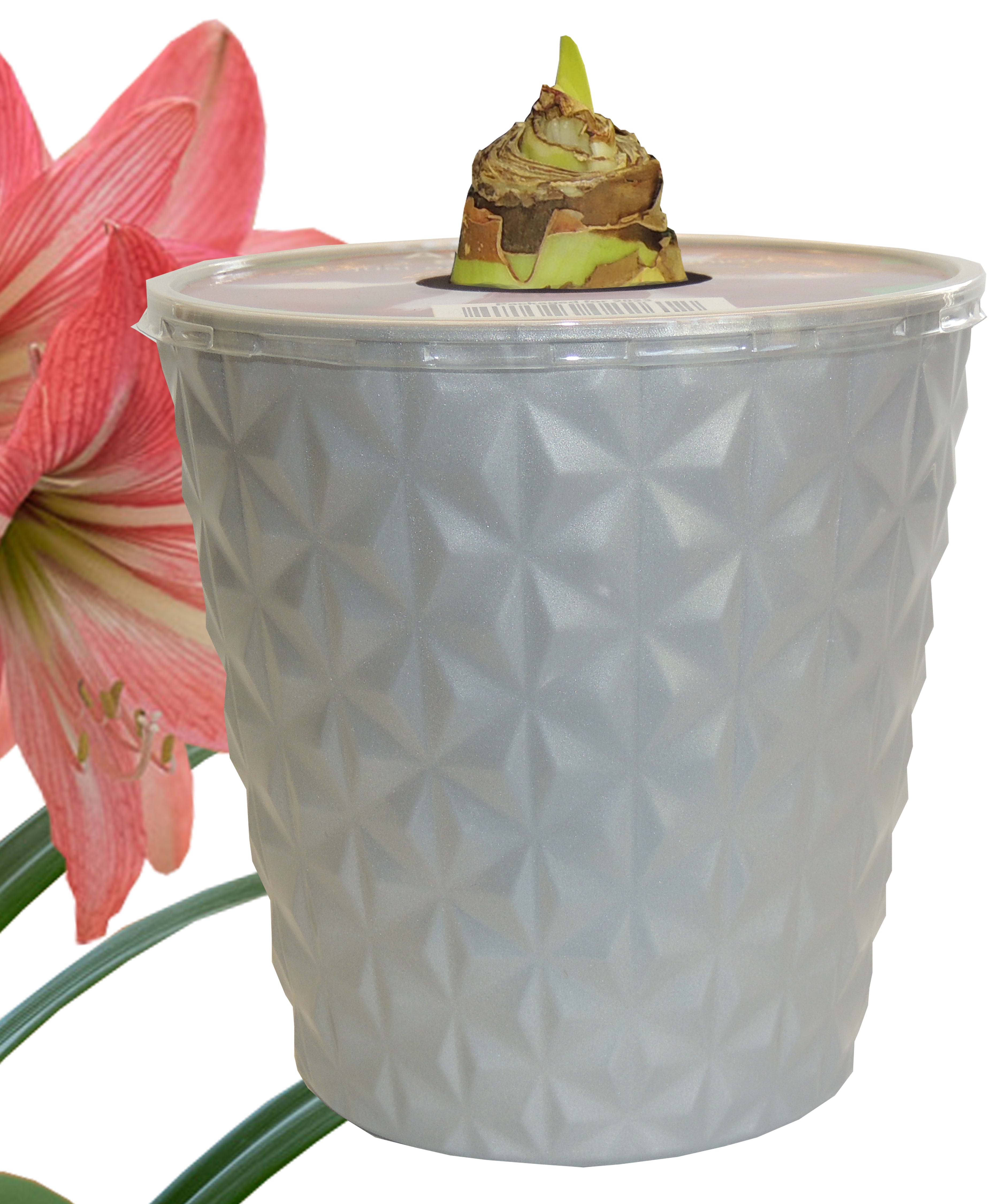 EuroBlooms Amaryllis 'Pinkolo' in 6 in. Silver Decorative Pot - Reddish Rose Pink Blooms