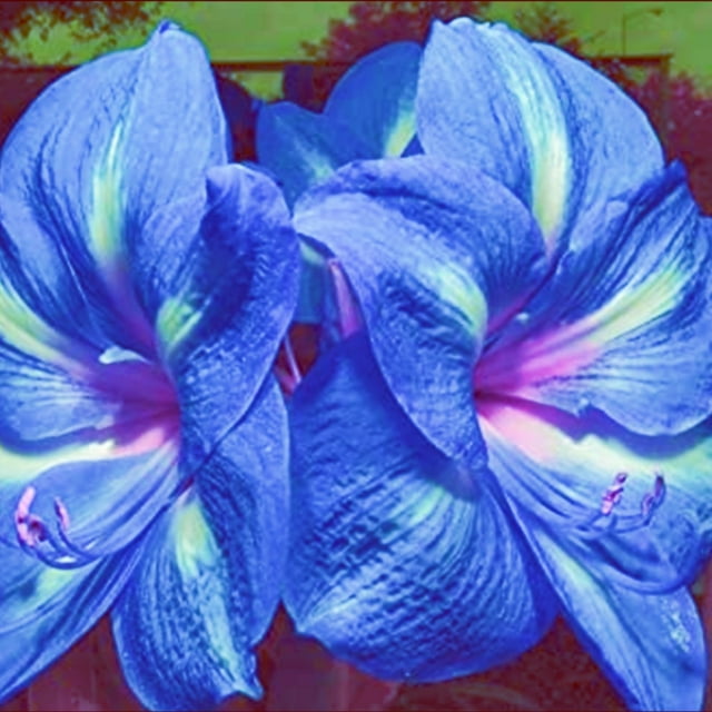 Amaryllis Plant Amaryllis Bulbs For Planting Amaryllis Bulbs Amaryllis