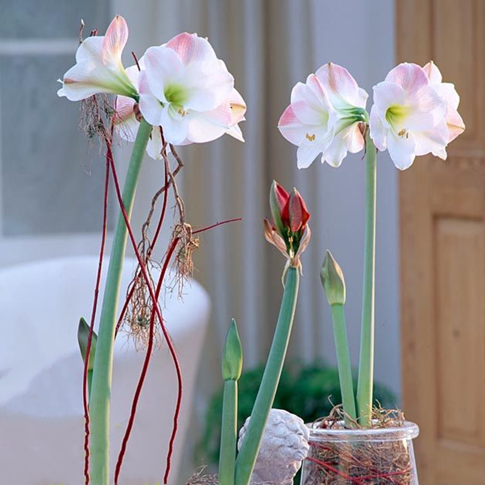 Amaryllis Plants, Easy to Plant Perennial, Amaryllis Plant, Large ...