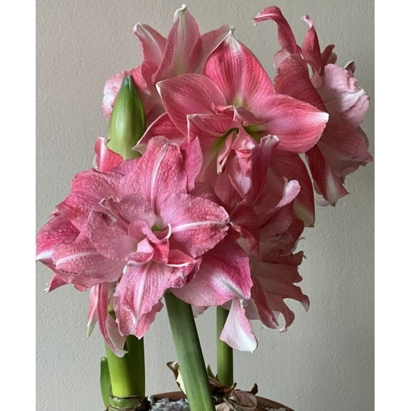 Amaryllis Rozetta Soft Pink Symphony Blooms