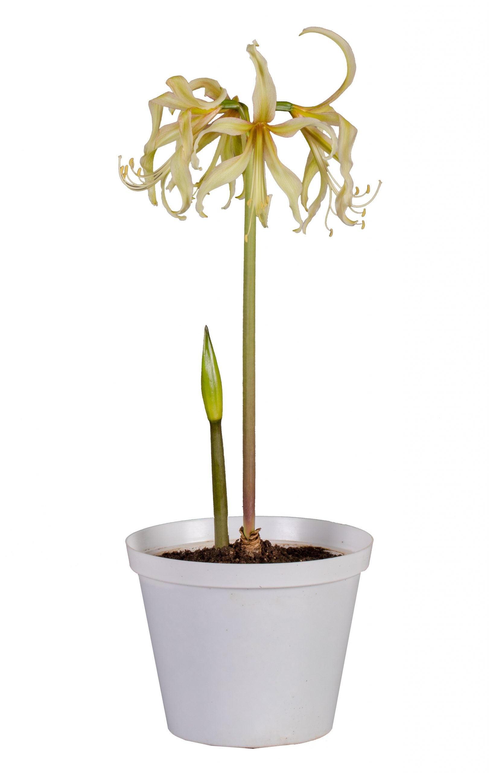 Amaryllis Saffron Bulb Indoor Plant Great Holiday Christmas Gift
