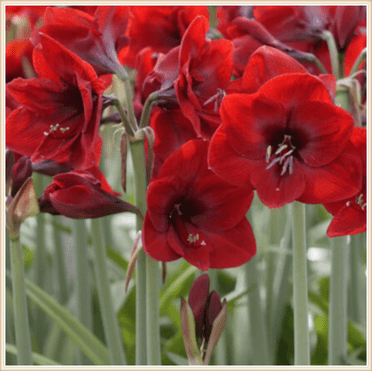 Amaryllis   Species   Rare   Bulk  Professional  Planting  Tubers  Mysterious