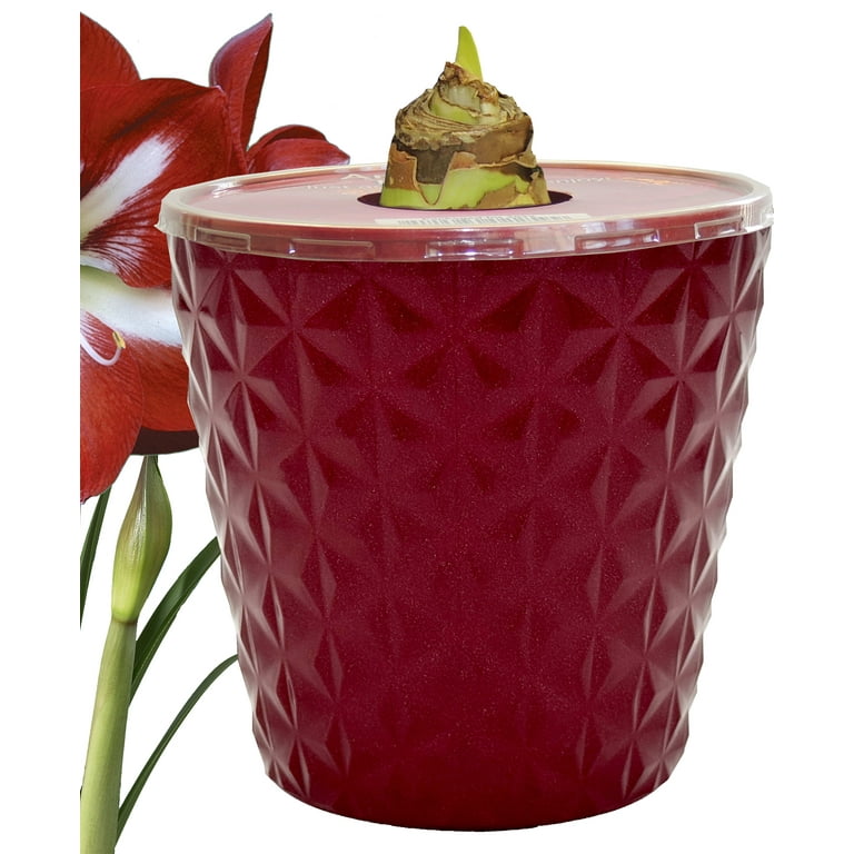 EuroBlooms Amaryllis Stargazer Live Plant in 6-inch Red Decorative