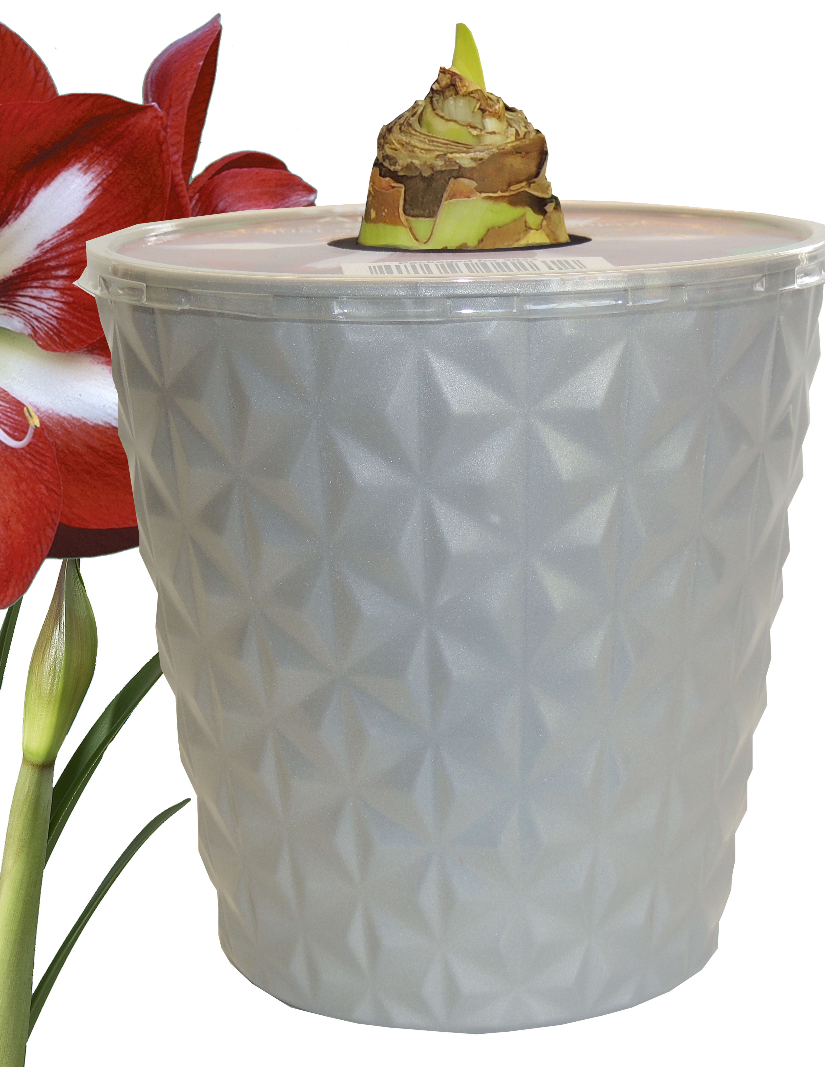 EuroBlooms Amaryllis Stargazer Live Plant in 6 Inch Silver Pot, Red and White Blooms