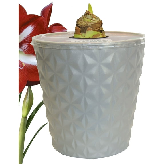 EuroBlooms Amaryllis Stargazer Live Plant in 6 Inch Silver Pot, Red and White Blooms