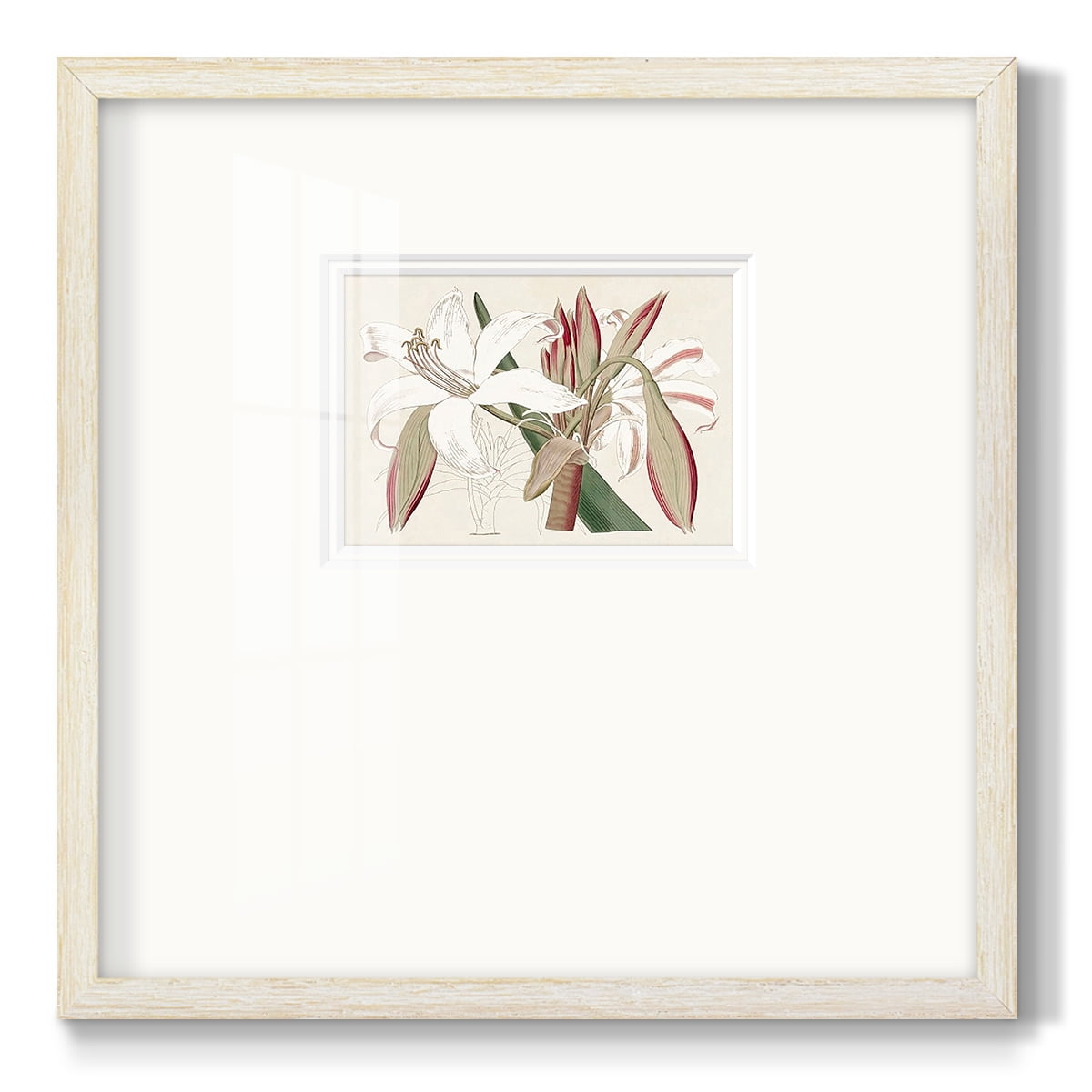 Amaryllis Varietals IIPremium Framed Print