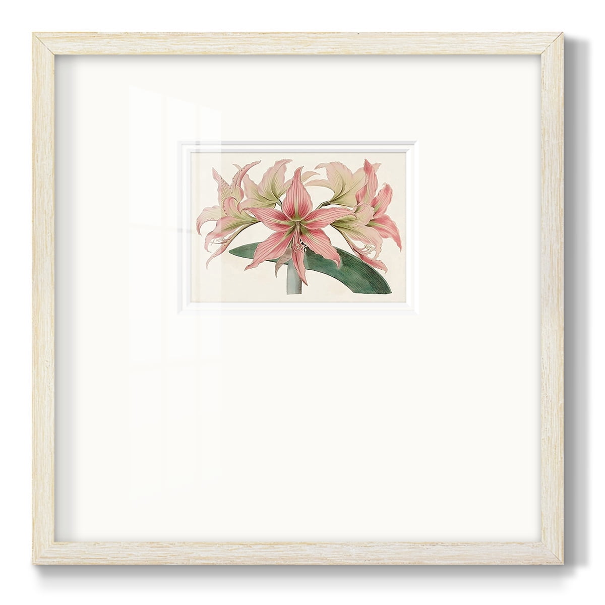 Amaryllis Varietals IPremium Framed Print