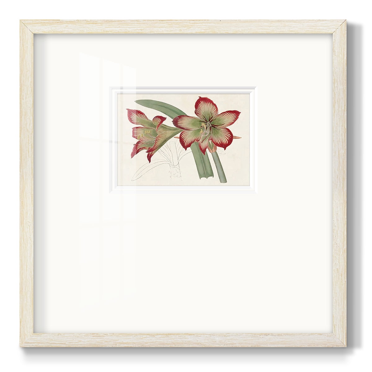 Amaryllis Varietals IVPremium Framed Print