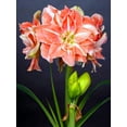 Amaryllis bulbs Amaryllis plant bulbs Amaryllis bulbs for sale