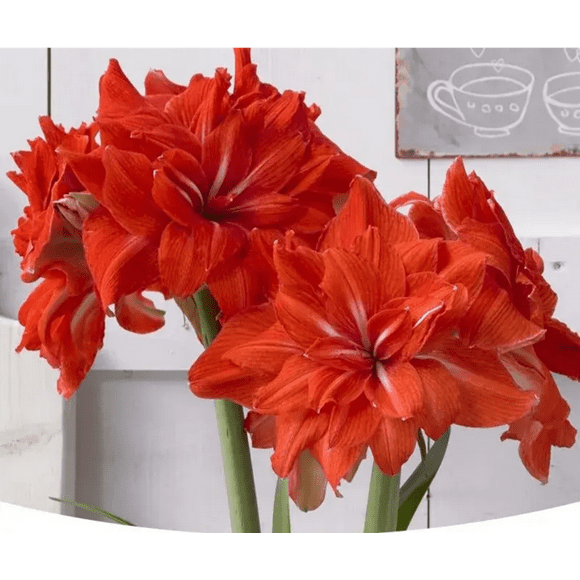 Amaryllis bulbs   Home Garden Decoration Bright for Planting Perennials Bulbs for Planting Pots to Grow
