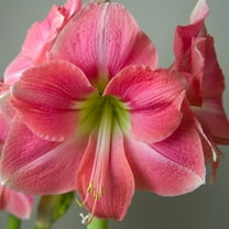 Amaryllis bulbs Plants, Easy to Plant Perennial, Amaryllis  For Planting, Rhizome Easy to Grow & Maintain,Double Pearl  , Excellent Choice For Gardeners, Long Blooming Period,Amaryllis  For Sale,
