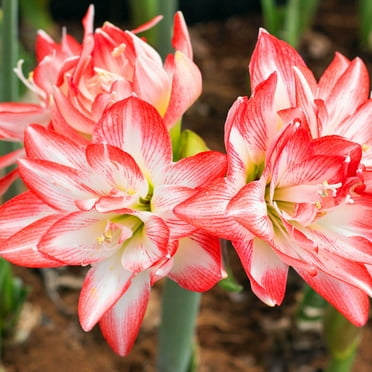 Amaryllis bulbs Plants, Easy to Plant Perennial, Amaryllis  For Planting, Rhizome Easy to Grow & Maintain, Large Flowers, Excellent Choice For Gardeners,  Long Blooming Period,Amaryllis  For Sale,