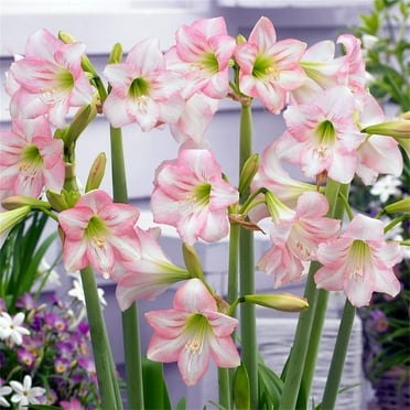 Amaryllis bulbs Plants, Easy to Plant Perennial, Amaryllis  For Planting, Rhizome  to Grow & Maintain, Long Blooming Period, Excellent Choice, Double Pearl, Amaryllis  For Sale,