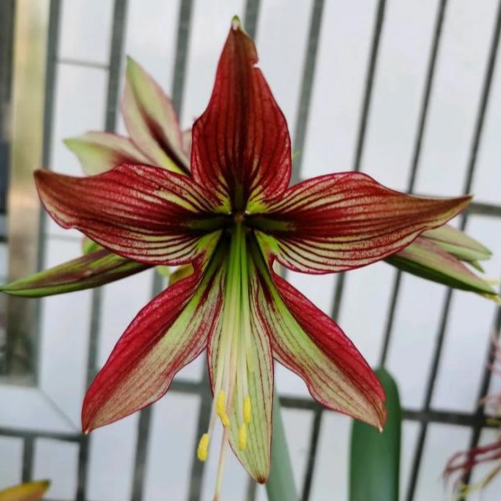 Amaryllis bulbs Waxed amaryllis bulbs Amaryllis bulbs for sale