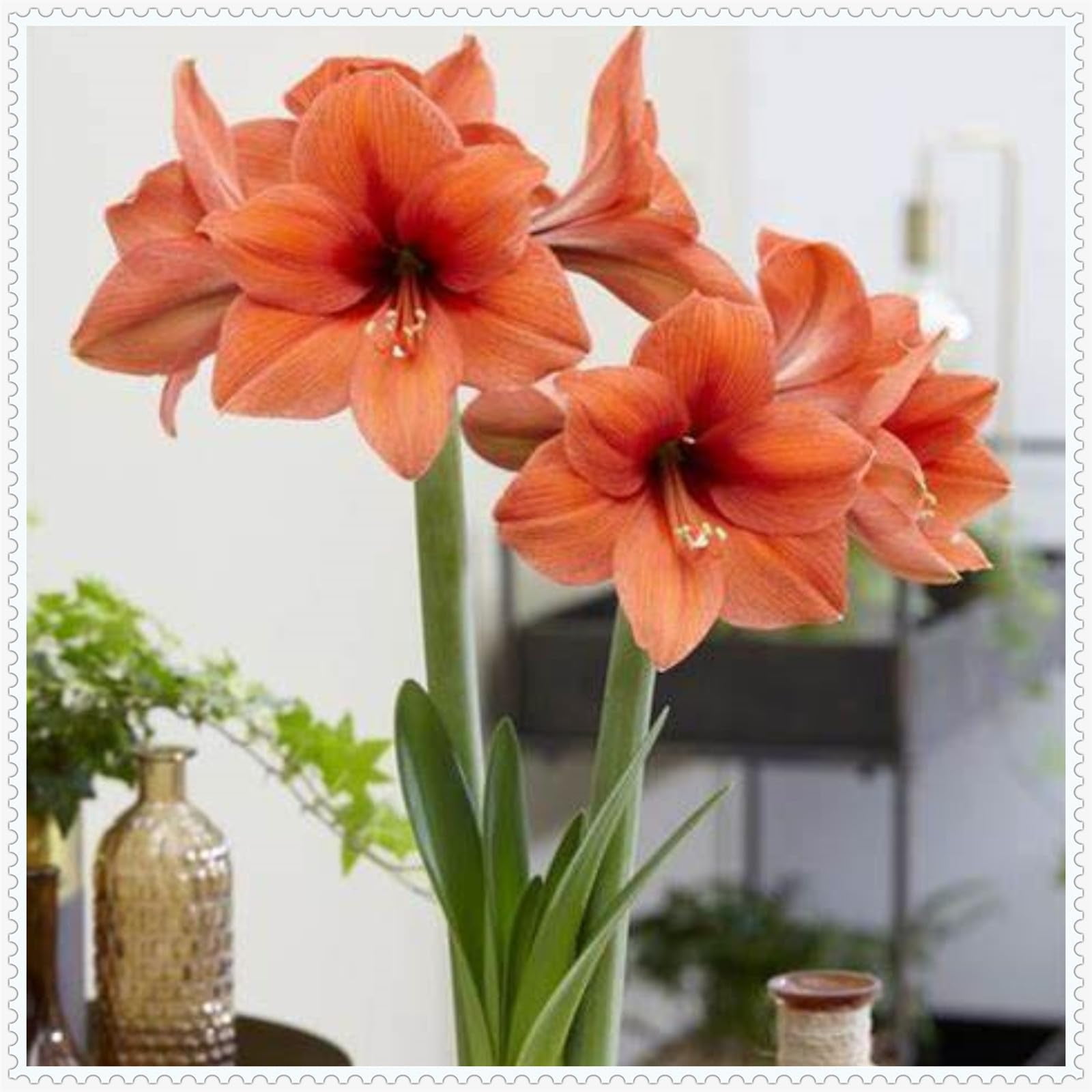 Amaryllis bulbs, amaryllis bulbs bulk,home decoration, grow well in