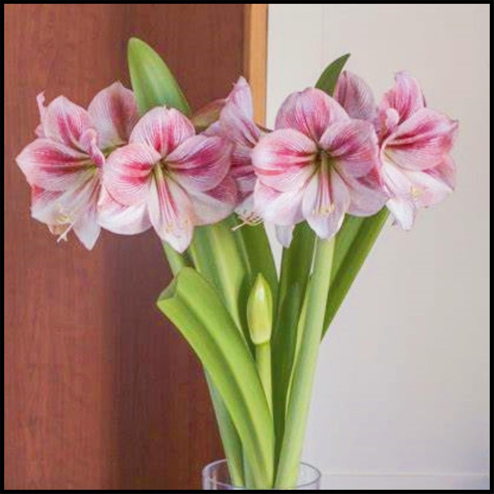 Amaryllis bulbs bulk, amaryllis bulbs for planting, flowers for