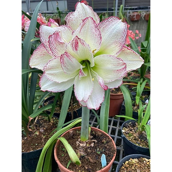 (Amaryllis for Planting)Professional Indoor or Outdoor Simple to Grow Fall or Spring Surprise Pots to Grow
