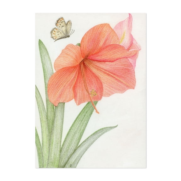Amaryllis with Butterfly - Drawing Botanical Floral Flowers Nature Pastel Unframed Wall Art Print 4 x 6 inches