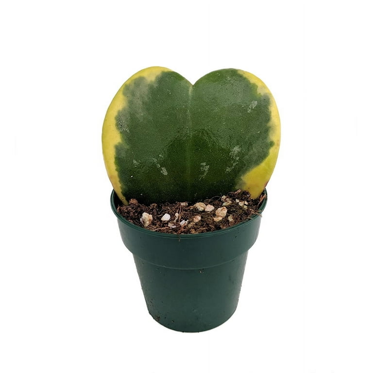 Amazing Sweetheart Waxplant - Hoya kerri - Easy to Grow House Plant - 2 Amazing Sweetheart Waxplant - Hoya kerri - Easy to Grow House Plant - 2