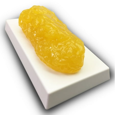 Amazing Fat Replica 1lb – Realistic Anatomic Fat Model – Accurate Feel and Appearance of 1 Pound of Fat – Great for Students in Physiology & Science – Learn Body Fat Anatomy