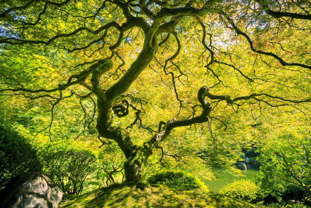 Amazing Green Japanese Maple Tree Nature Garden Canvas Art - Design Pics Vibe Design Pics (38 x 24)