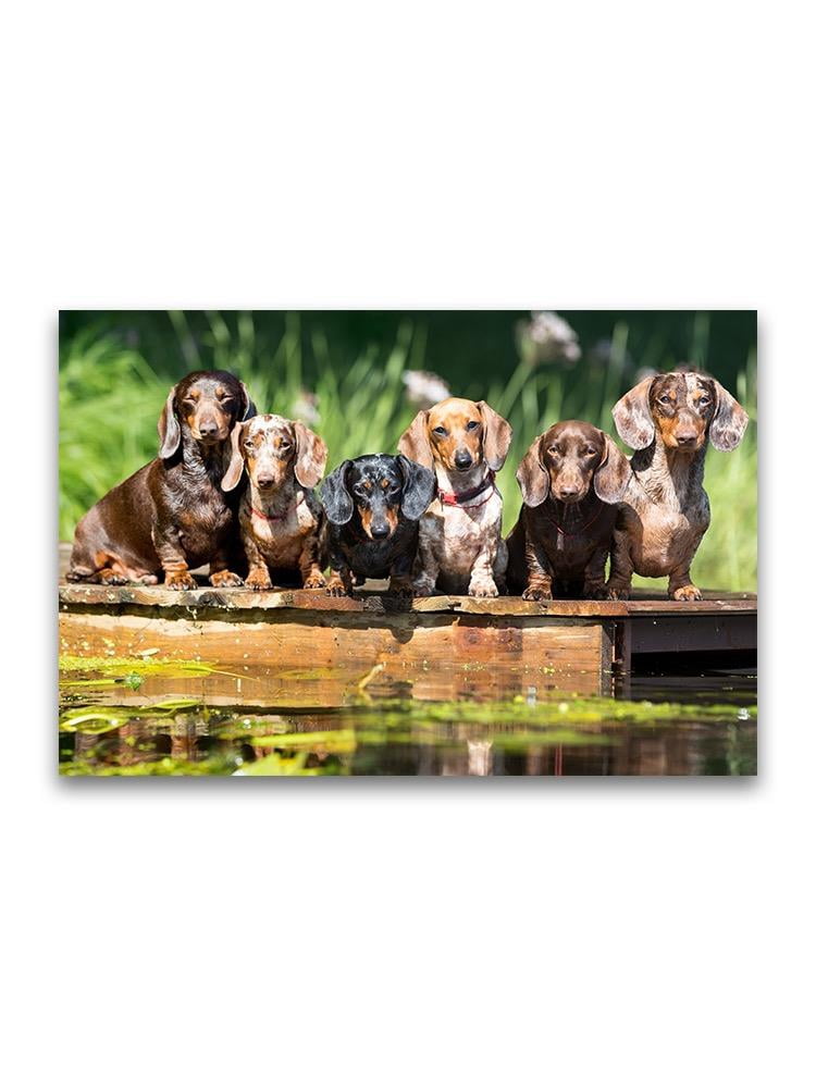 Amazing Group Of Dachshund Dogs Poster -Image by Shutterstock - Walmart.com