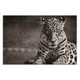thumbnail image 1 of Amazing Rugs LPBE-99996 32 x 48 in. Oppidan Home Spotted Leopard in Black & White Acrylic Wall Art, 1 of 1