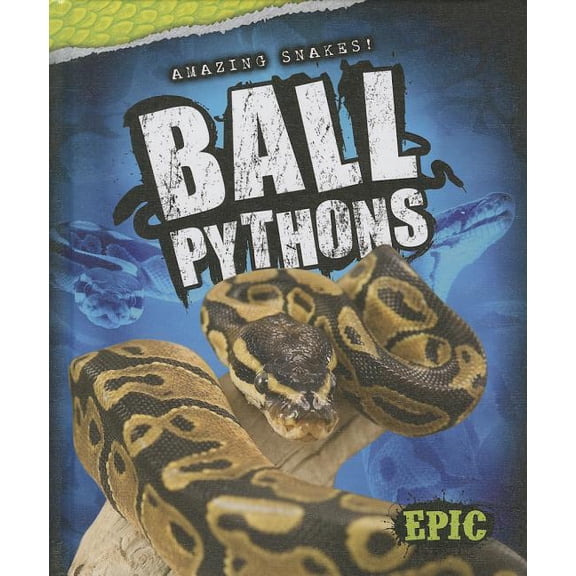 Amazing Snakes!: Ball Pythons (Hardcover)