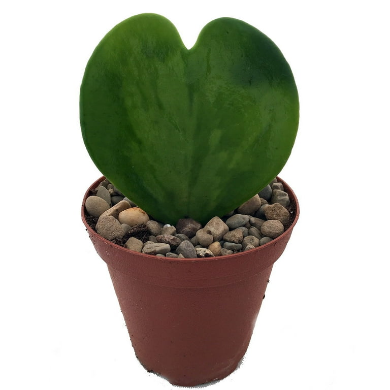 Amazing Sweetheart Waxplant - Hoya kerri - Easy to Grow House Plant - 2 Amazing Sweetheart Waxplant - Hoya kerri - Easy to Grow House Plant - 2