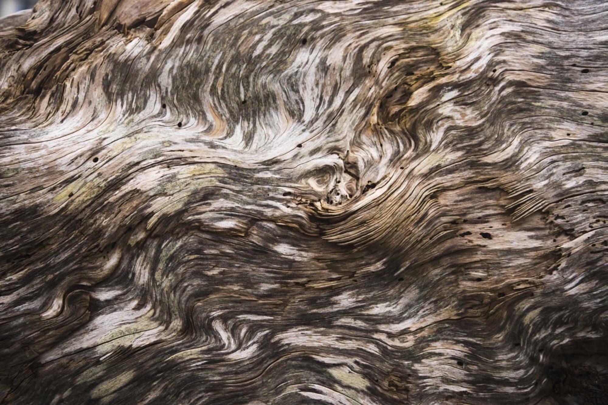 Amazing patterns on driftwood Seaside Oregon United States of America Canvas Art - Robert L Potts Design Pics (18 x 12)