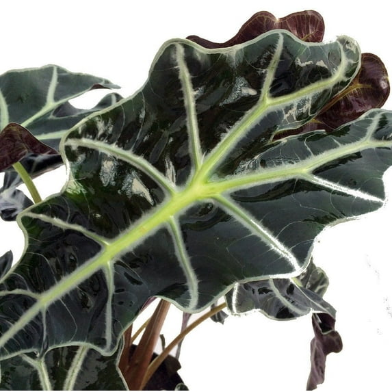 Amazon Black Shield Plant - Alocasia Polly - Houseplant - 6" Pot