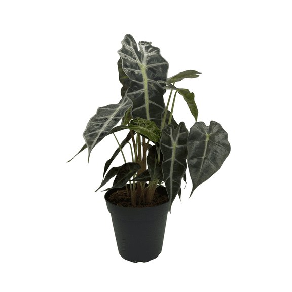 Amazon Black Shield Plant - Alocasia amazonica - Polly - 4" Pot