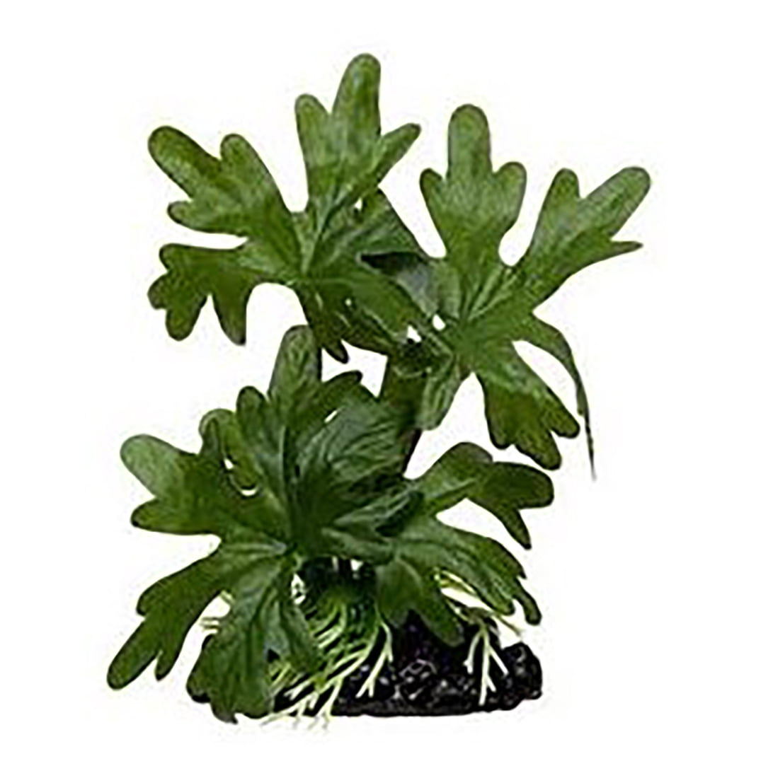 Amazon Evergreen Betta Plant - Walmart.com
