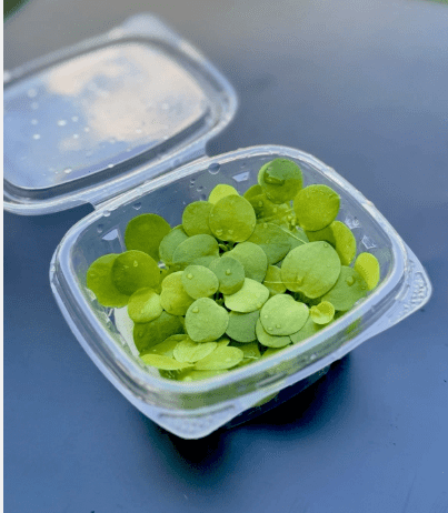 Amazon Frogbit Live Floating Aquarium Plant – Easy Care Freshwater Floating Plant