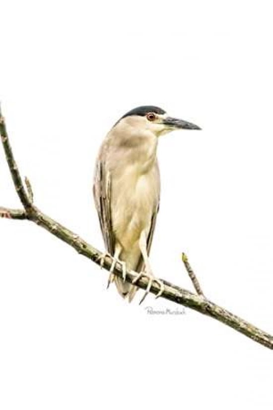 Amazon Heron Canvas Art - Ramona Murdock (12 x 18)