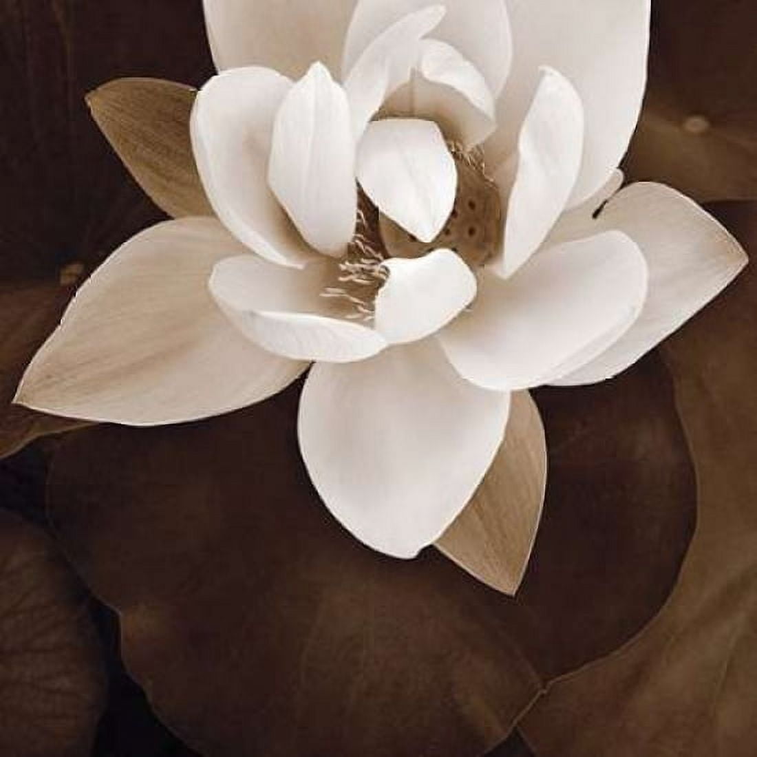 Amazon Lotus Canvas Art - Rebecca Swanson (24 x 24)