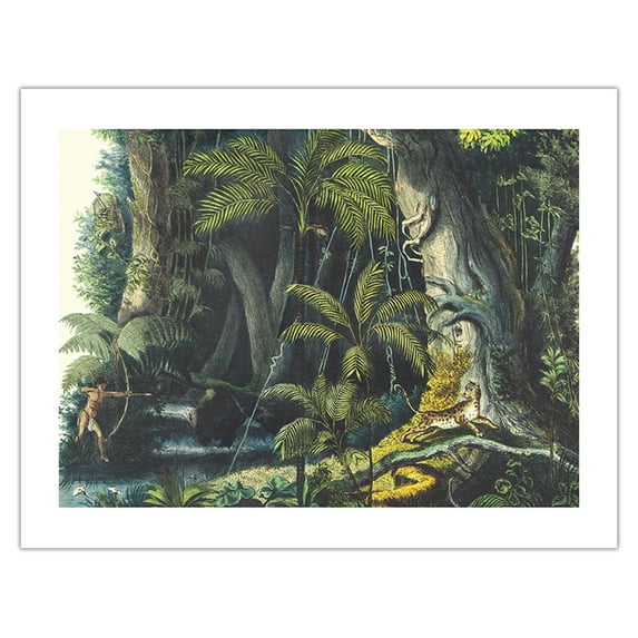 Amazon Rain Forest Brazil - Palm Trees - Hunting Cheetah - Vintage Botanical Illustration by Carl Friedrich Philipp von Martius c.1820s - Bamboo Fine Art 290gsm Paper (Unframed) 17x22in