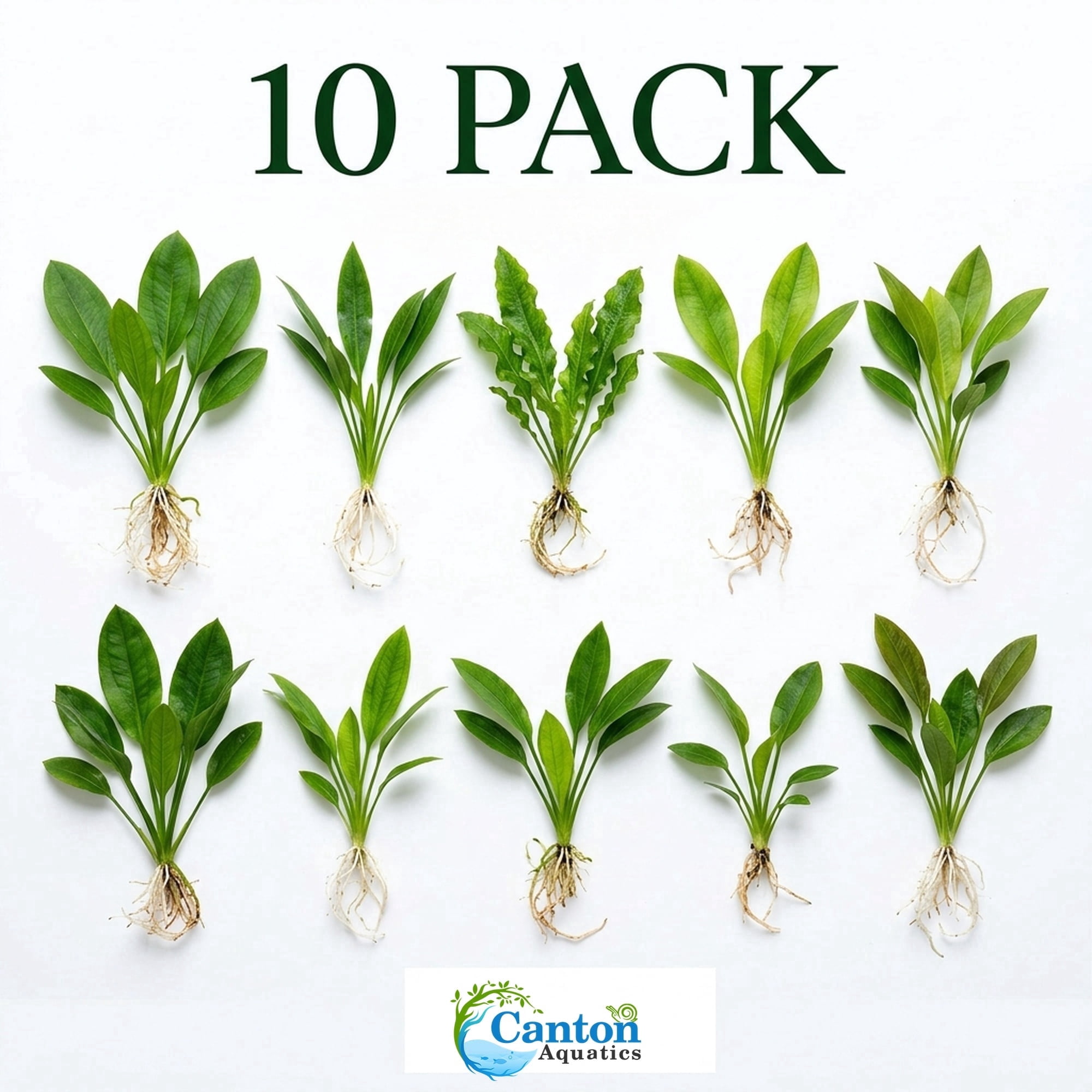 Amazon Sword Assorted Bundle, 10 Live Freshwater Aquarium Plants, Bare Root, 5–8 Inches