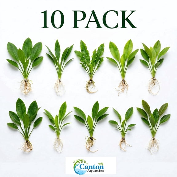 Amazon Sword Assorted Bundle, 10 Live Freshwater Aquarium Plants, Bare Root, 58 Inches