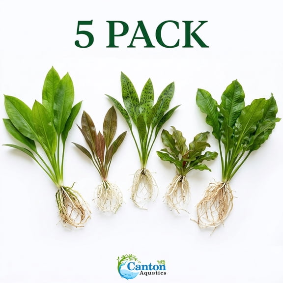 Amazon Sword Assorted Bundle  Our Choice | Small 58 Inches | Bare Root (5 Pack)