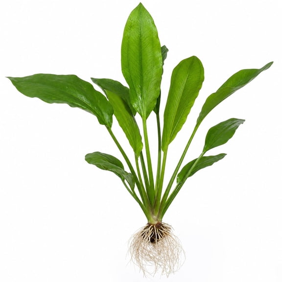 Amazon Sword Echinodorus Bleheri Live Aquarium Plant  Large Bare Root 12+ Inch